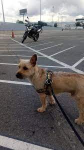We did not find results for: 26 Pet Shipping Company Ideas Pet Shipping Pets Pet Relocation