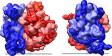 Check spelling or type a new query. Ribosome Wikipedia