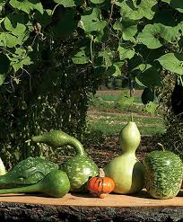 4 ways to eat gourds. Ornamental Gourds Key Growing Information From Johnny S