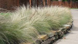 Native Texas Plant Mexican Feathergrass Texas Native Plants Texas Plants Ornamental Grasses