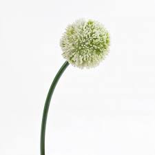 Choose from 720+ giant allium graphic resources and download in the form of png, eps, ai or psd. Plastic Allium Spray Beatrisa Cream 65cm O10cm Fake Flowers
