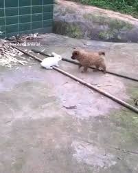 Caption This Video In 2020 Baby Animals Funny Cute Baby Animals Cute Little Animals