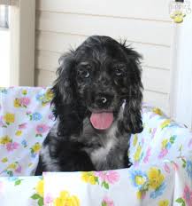 They are known for their silky soft to the touch coat and a disposition that can only be described as merry and agreeable. Cookie Cocker Spaniel Puppy For Sale In Bird In Hand Pa Happy Valentines Day Happyvalentinesday2016i