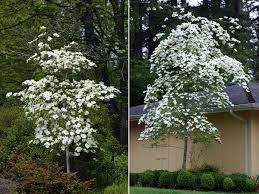 A entire blossom may be over 10 cm across. Cornus Eddies White Wonder Landscape Plants Oregon State University