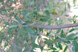 Image result for Leptospermum laevigatum
