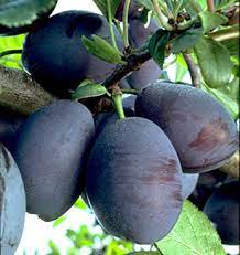 This prune plum tree is the #1 choice for prune fanatics. Stanley Plum Tree Prune Plum Tree Willis Orchards
