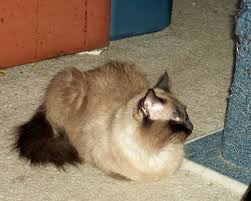 How do you tell if a cat likes you? How To Dominate A Cat Animals Mom Com