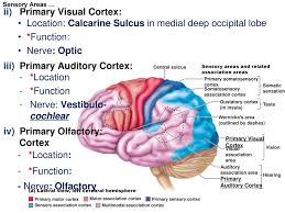 The primary somatosensory cortex is located in the postcentral gyrus, and is part of the somatosensory system. Ch 12 The Central Nervous System The Brain Ppt Download