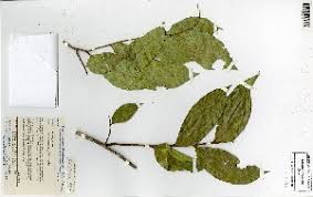 Image result for Anisophyllea