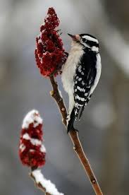 Spotted Bird With Red Patch On Back Of Head Downy Woodpecker By Esmeralda Backyard Birds Downy Woodpecker Beautiful Birds
