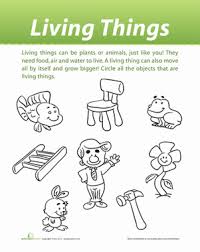 classification of living things worksheet education com