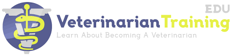 After getting your bachelor's degree or associate's degree you can apply to a after graduating from veterinary school, many new graduates choose an additional how many years to become a veterinarian. How Long Does It Take To Become A Veterinarian Veterinarian Training Edu