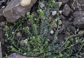 Image result for Corrigiola