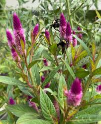 Image result for Celosia