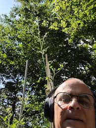 Raised Bed Gardening