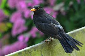 Black Bird With Black Beak Free Image On Pixabay Blackbird Bird Animal Beak Black Bird Animals Baby Bird Food