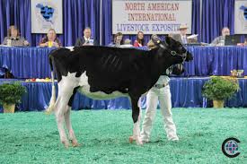 Grand National Holstein Junior Show 2019