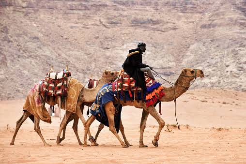 Beduin Ride A Camels In The Wadi Rum Desert Stock Photo - Download Image Now - Jordan - Country, People, Adventure - iStock