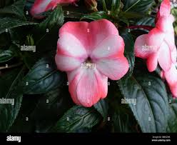 Image result for Impatiens stuhlmannii