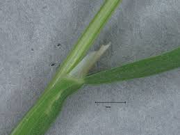 Image result for Poa leptoclada
