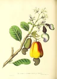 Image result for Anacardium occidentale
