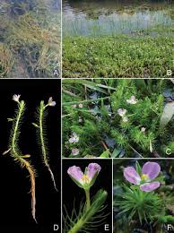 Image result for Mayacaceae