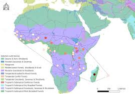 Image result for Harungana montana