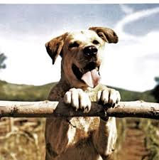 40 Amazing And Unforgettable Movie Dogs We Wish Were Ours In 2020 Famous Dogs Dog Movies Dogs