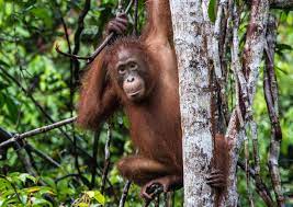 Rainforests include 40 percent to 75 percent of the biotic species on earth. 6 Endangered Animals We Love How We Show It Rainforest Alliance