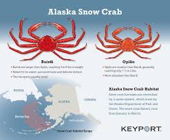 Alaska Snow Crab Bairdi Opilio Keyport