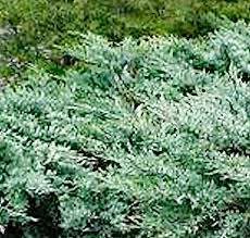 One of the best evergreens for hot, poor, dry soil and city conditions. Compare Grey Owl Juniper Best Prices Buyevergreenshrubs Com