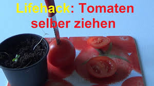 Br /> wohnen in der l(i)ebenswerten stadt gütersloh. Tomatenanbau In Der Wohnung Tomaten Auch Im Winter Anbauen Youtube
