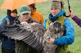 Birdforum is the net's largest birding community dedicated to wild birds and birding, and is absolutely free! Bartgeier Auswilderung Auf Melchse Frutt Natur Und Tierpark Goldau