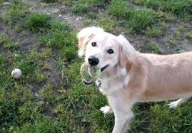 What Is A Smooth Coat Goldendoodle On Goldendoodle World S Twitwall Goldendoodle Designer Dogs Different Dogs