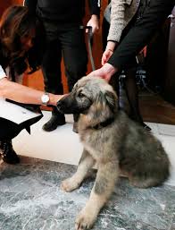 He brought the dog for the express. Putin Gifted A Dog By Serbia S Vuchich Russia Beyond