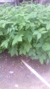 Organización tisular observado en plantas, animales o. Planta De Brusca En Desarrollo Steemit