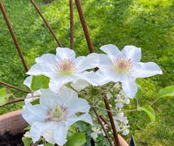 Check spelling or type a new query. How To Prune Clematis Just Follow These Easy Steps Blooming Lucky