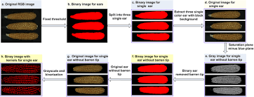 Check spelling or type a new query. The Key Image Processing Procedures A The Original Image B The Binary Download Scientific Diagram