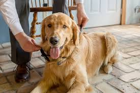 Best Wedding Dog Doug The Golden Retriever Daily Dog Tag
