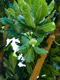 Image result for Lecythidaceae