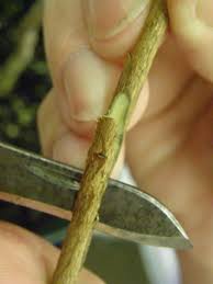 Budding is inserting a single bud from a desirable plant into an opening in the bark of a compatible rootstock to create an advantageous variety (cultivar) and rootstock combination. Budding Propagation Technique How To Propagate Plants By Budding