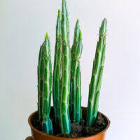 Image result for Kleinia sp.no.1