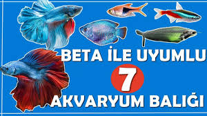 Biçimli gövdeleri, parlak renkleriyle bahçeli evlerin süsü olarak ilgi çekerler. Beta Baligi Ile Yasayan 7 Akvaryum Baligi Youtube