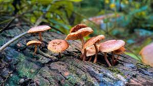 Icymi Psilocybin May Treat Depression