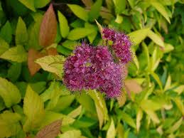Image result for spirea japonica gold princess