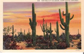 Saguaro cactus thrives in a location that gets plenty of full sun exposure. Vintage Postcard Giant Sahuaro Cactus Cactus Art Print Postcard Sale Artwork