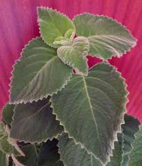 Image result for Coleus amboinicus