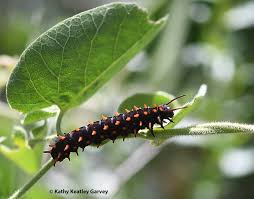 Pipvines are toxic to other animals, but not battus philenor. Seen Any Pipevine Swallowtails Lately Bug Squad Anr Blogs