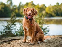 The nova scotia duck tolling retriever is eager to work for its handlers, so training is usually straightforward. Nova Scotia Duck Tolling Retriever Pictures Download Free Images On Unsplash
