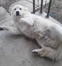 If you want a pyr great pyrenees rescue is something i've always been passionate about. Great Pyrenees Dog Breed Pictures 1